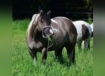 Paint Horse, Yegua, 12 años, 148 cm, Grullo