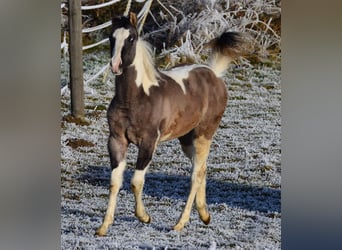 Paint Horse, Yegua, 12 años, 148 cm, Grullo