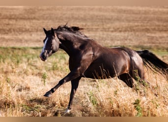 Paint Horse, Yegua, 12 años, 149 cm, Negro