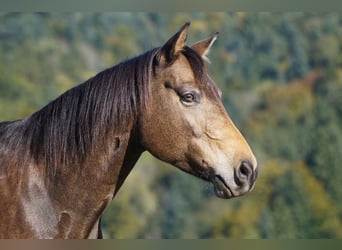 Paint Horse, Yegua, 12 años, 150 cm, Bayo