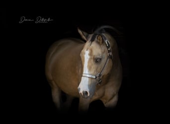 Paint Horse, Yegua, 12 años, 150 cm, Buckskin/Bayo