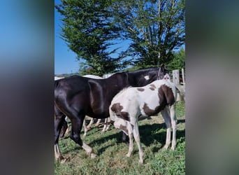 Paint Horse, Yegua, 12 años, 150 cm, Negro