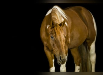 Paint Horse, Yegua, 12 años, 151 cm, Alazán