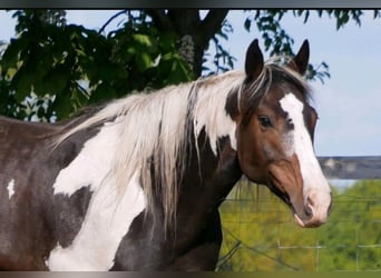 Paint Horse, Yegua, 12 años, 153 cm