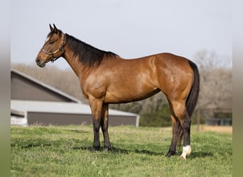 Paint Horse, Yegua, 12 años, 163 cm, Castaño rojizo