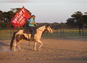 Paint Horse, Yegua, 12 años, Pío