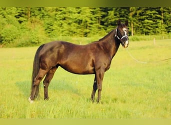 Paint Horse, Yegua, 13 años, 145 cm, Negro