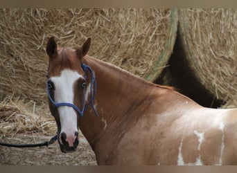 Paint Horse, Yegua, 13 años, 151 cm, Pío