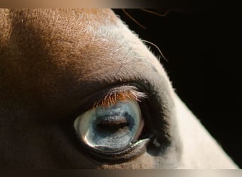 Paint Horse, Yegua, 13 años, 151 cm, Pío