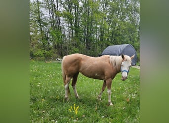 Paint Horse, Yegua, 13 años, 152 cm, Palomino