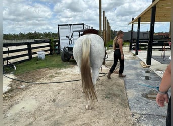 Paint Horse, Yegua, 13 años, 152 cm, Tordo