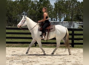 Paint Horse, Yegua, 13 años, 152 cm, Tordo