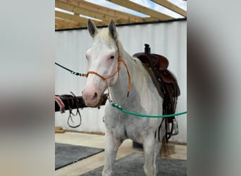 Paint Horse, Yegua, 13 años, 152 cm, Tordo