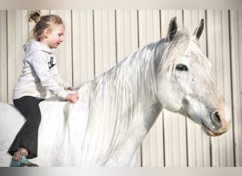 Paint Horse, Yegua, 13 años, 152 cm, Tordo