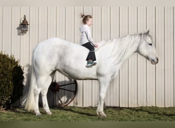 Paint Horse, Yegua, 13 años, 152 cm, Tordo