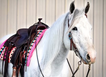 Paint Horse, Yegua, 13 años, 152 cm, Tordo