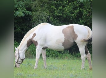 Paint Horse, Yegua, 13 años, 155 cm, Grullo