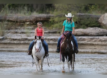 Paint Horse, Yegua, 13 años, Tobiano-todas las-capas