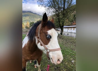 Paint Horse Mestizo, Yegua, 14 años, 145 cm, Pío