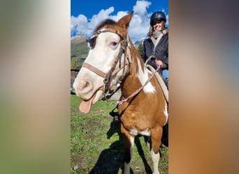 Paint Horse Mestizo, Yegua, 14 años, 145 cm, Pío
