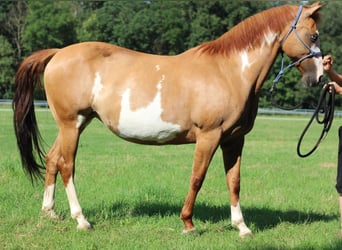 Paint Horse, Yegua, 14 años, 151 cm, Pío