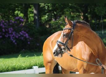 Paint Horse, Yegua, 14 años, 153 cm, Castaño