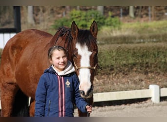 Paint Horse, Yegua, 14 años, 153 cm, Castaño