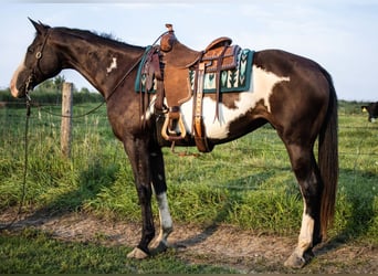 Paint Horse, Yegua, 14 años, 155 cm, Pío