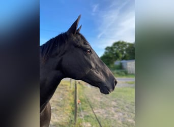 Paint Horse, Yegua, 14 años, 167 cm, Negro