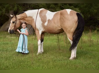 Paint Horse, Yegua, 15 años, 150 cm, Buckskin/Bayo