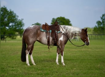 Paint Horse, Yegua, 15 años, 152 cm, Pío