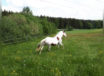 Paint Horse, Yegua, 16 años, 147 cm, Overo-todas las-capas