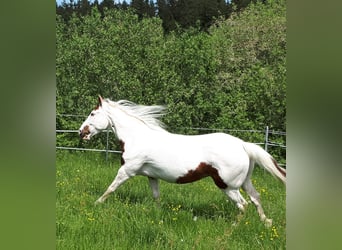 Paint Horse, Yegua, 16 años, 147 cm, Overo-todas las-capas