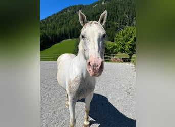 Paint Horse, Yegua, 17 años, 144 cm