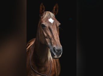 Paint Horse Mestizo, Yegua, 17 años, 153 cm, Alazán-tostado