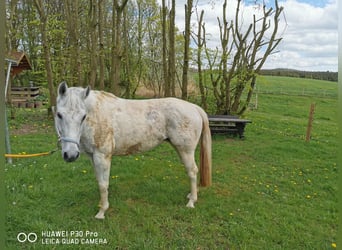 Paint Horse, Yegua, 18 años, 155 cm, Tordo rodado
