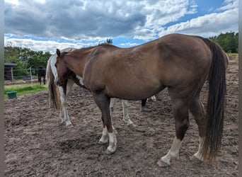 Paint Horse, Yegua, 19 años, 151 cm, Alazán-tostado