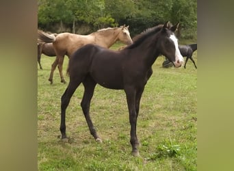 Paint Horse Mestizo, Yegua, 1 año, 140 cm, Overo-todas las-capas