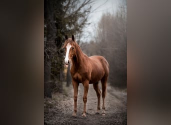 Paint Horse, Yegua, 1 año, 145 cm, Alazán