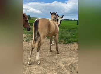 Paint Horse Mestizo, Yegua, 1 año, 146 cm, Champán