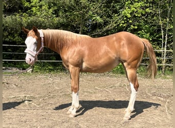Paint Horse, Yegua, 1 año, 148 cm, Overo-todas las-capas