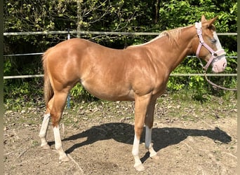 Paint Horse, Yegua, 1 año, 148 cm, Overo-todas las-capas
