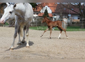 Paint Horse, Yegua, 1 año, 150 cm, Alazán