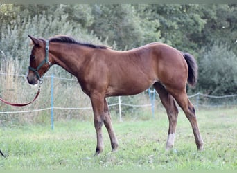 Paint Horse, Yegua, 1 año, 150 cm, Castaño