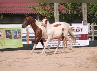 Paint Horse, Yegua, 1 año, 150 cm, Castaño