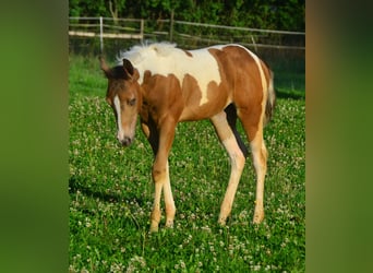 Paint Horse, Yegua, 1 año, 150 cm, Champán