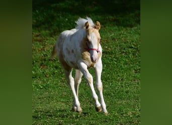 Paint Horse, Yegua, 1 año, 150 cm, Champán