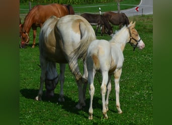 Paint Horse, Yegua, 1 año, 150 cm, Champán