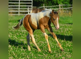 Paint Horse, Yegua, 1 año, 150 cm, Champán