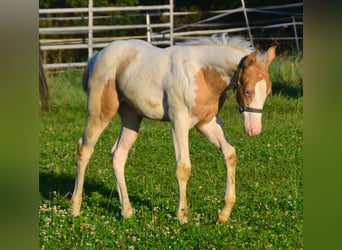 Paint Horse, Yegua, 1 año, 150 cm, Champán